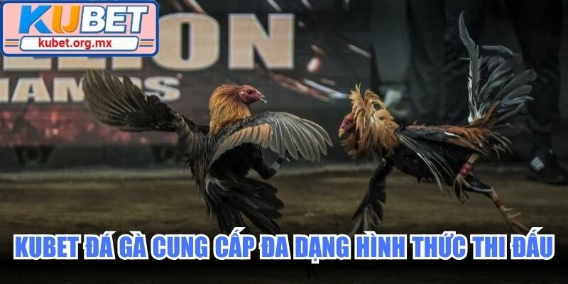 Kubet đá gà cung cấp đa dạng hình thức thi đấu