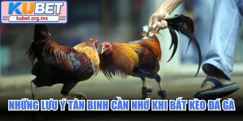 Những lưu ý tân binh cần nhớ khi bắt kèo đá gà