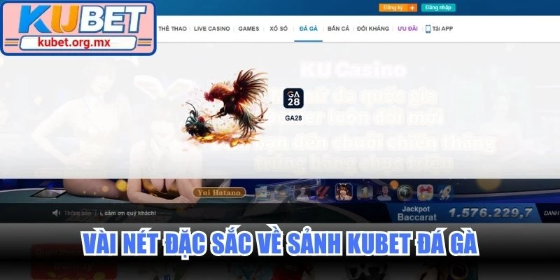 Vài nét đặc sắc về sảnh Kubet đá gà